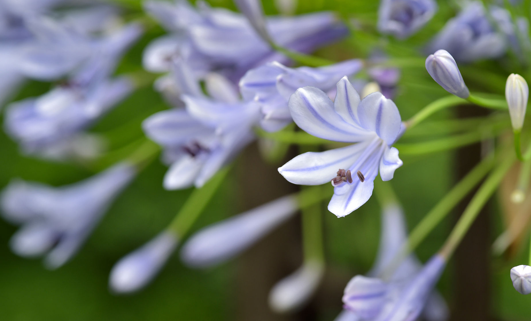 Lily of the Nile